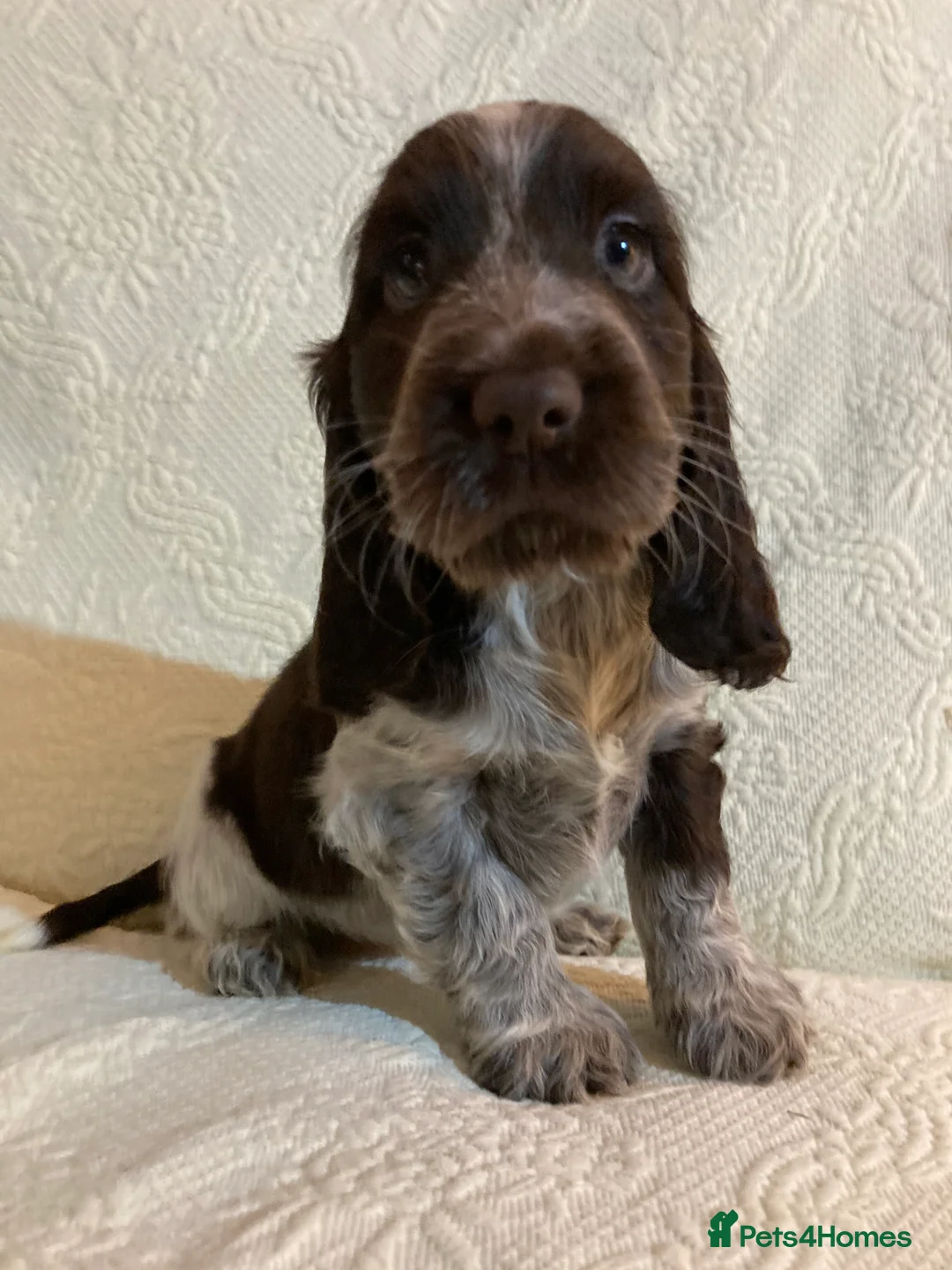 Cocker Spaniel dogs for stud: KC ‘Best Practice’ Health 🐾Show 🐾180+ pups born in Preston - Advert 15
