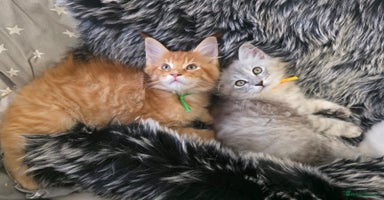 Maine Coon cats - Advert 2