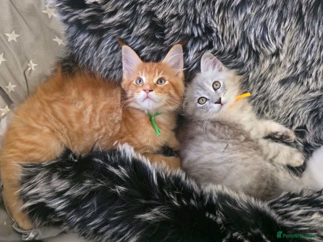 Maine Coon cats for sale: 💕💕💕5 Amazing Maine Coon kittens💕💕💕  - Image 2