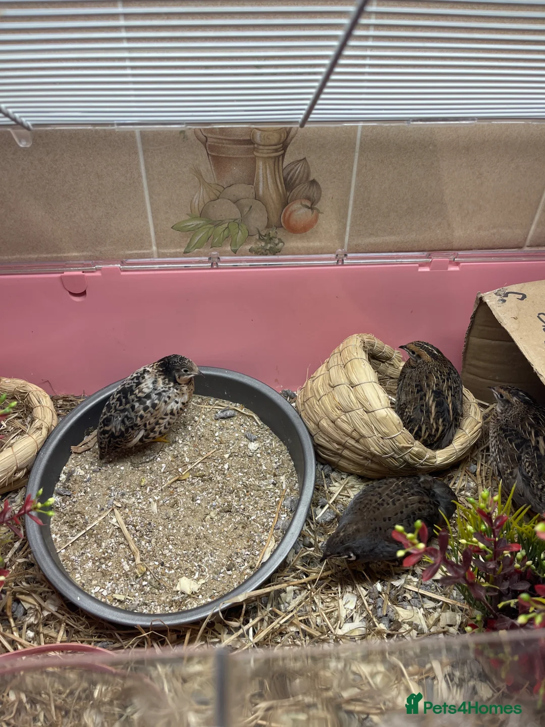 Quail poultry for sale: Button quails  - Advert 1