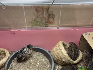 Quail poultry Button quails - Advert 3