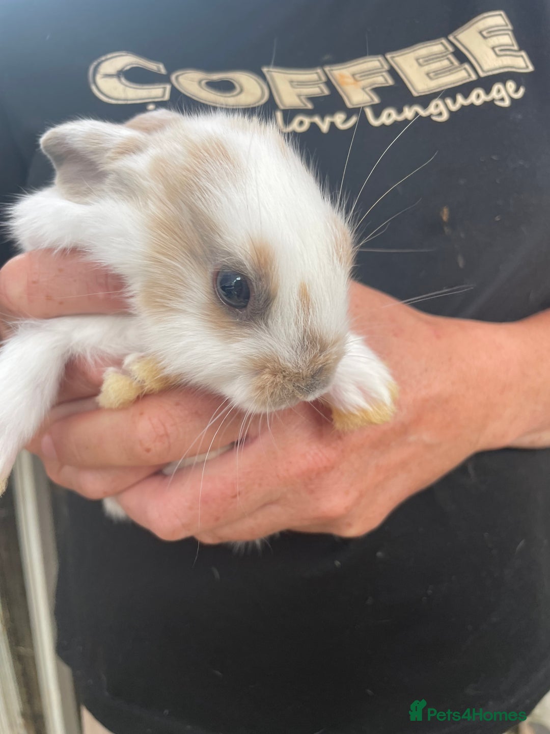 Lionhead rabbits for sale: lionhead bunies - Image 14