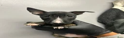 English Bull Terrier dogs for sale: Ready to leave now  - Advert 17
