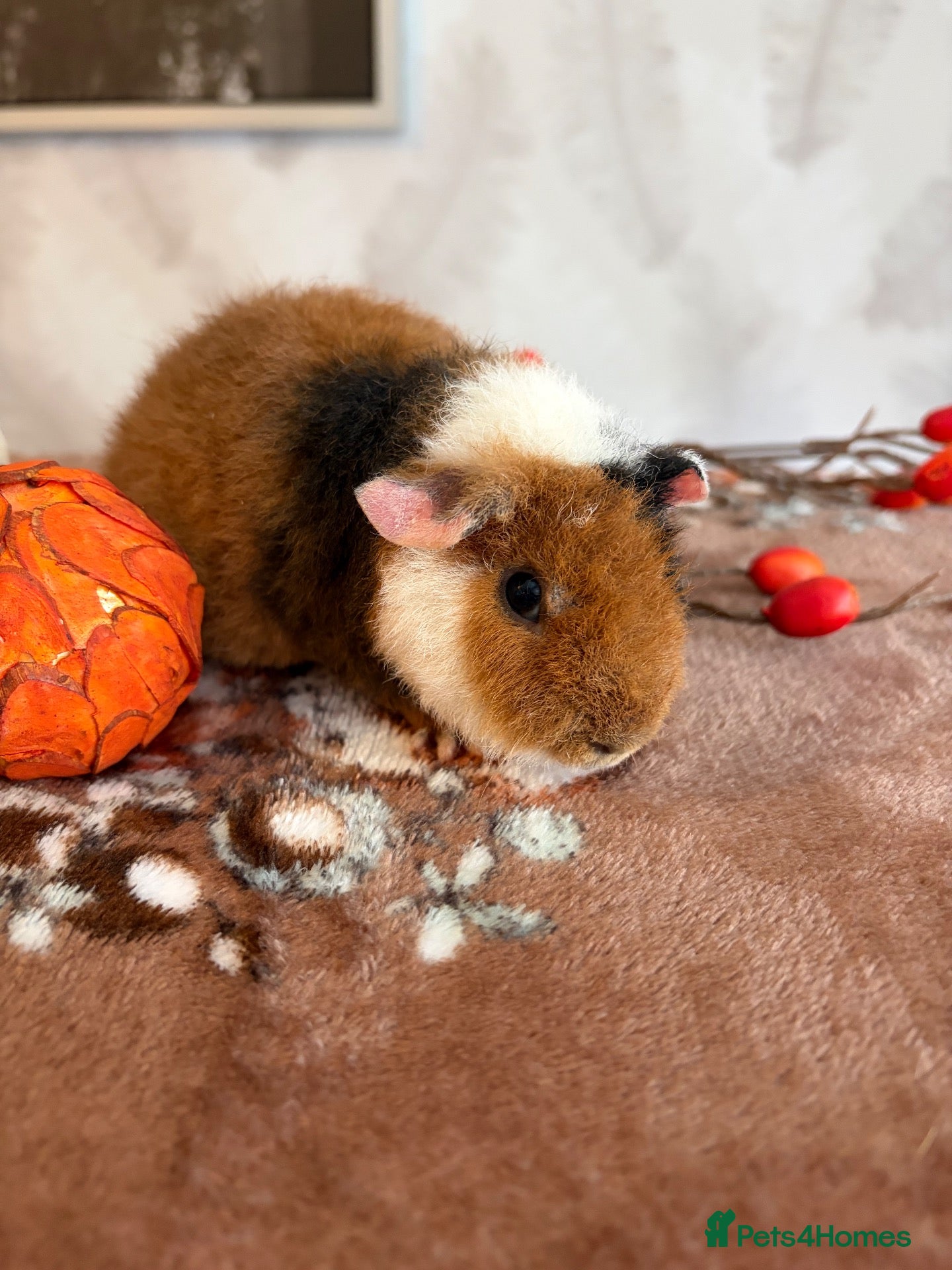 Guinea Pig rodents Beautiful pure Teddy guinea pigs  - Advert 2