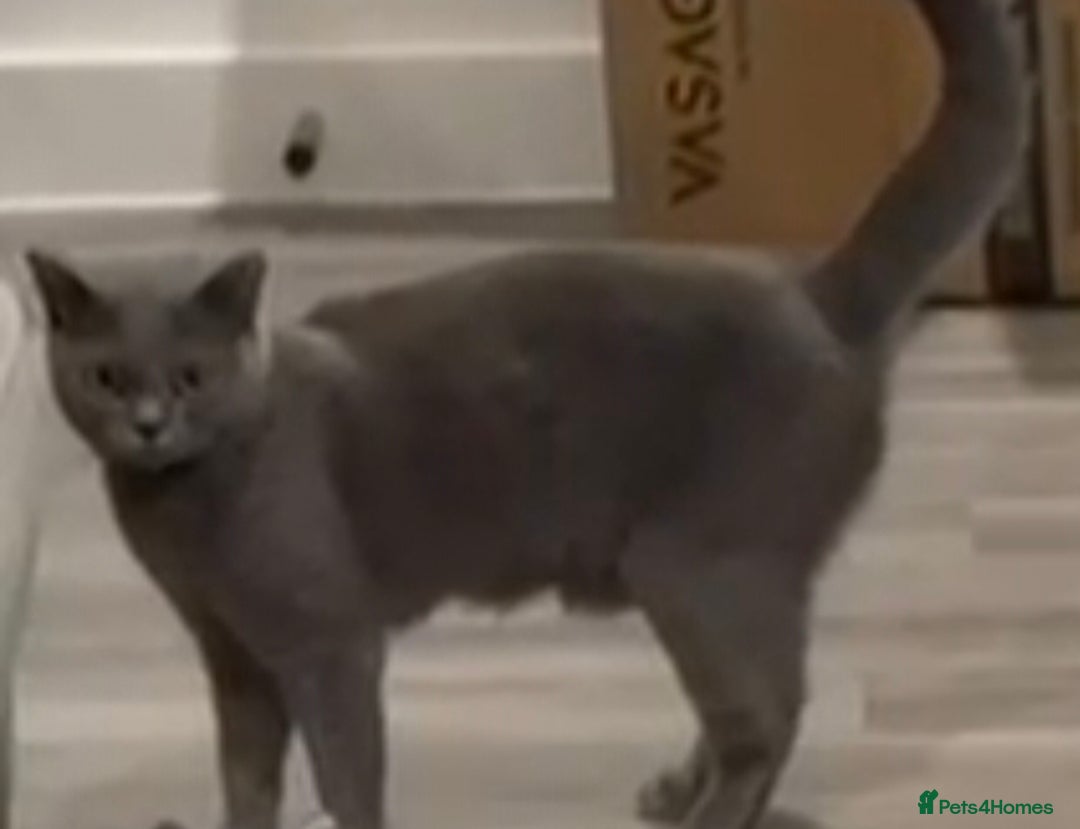 British Shorthair cats for sale: Pure British Shorthair Female Kittens- Bonded Pair - Advert 4