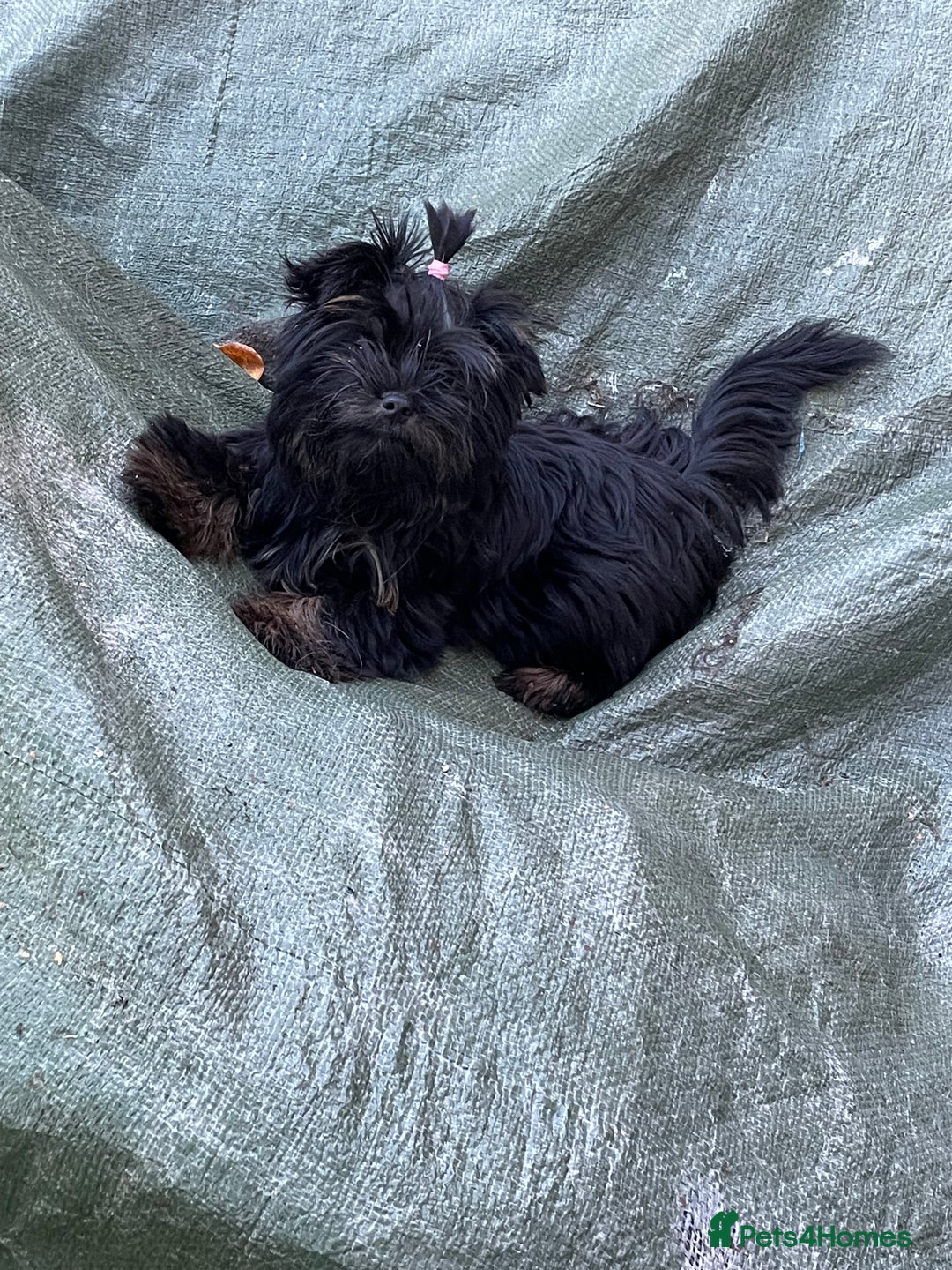 Yorkshire Terrier dogs for sale: 🥰🥰Yorkshire Terrier black tan🐶🐶 - Advert 16