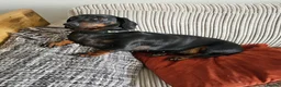 Dachshund dogs for sale: 4 year old spayed standard dachshund  - Advert 2