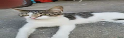 Domestic Shorthair cats for sale: 2 Beautiful kittens  - Advert 2