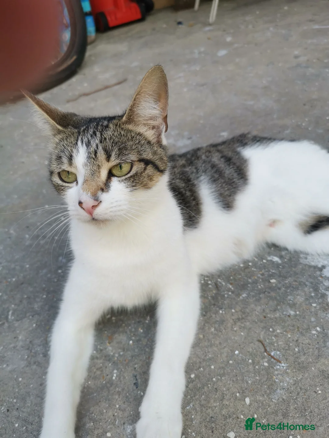 Domestic Shorthair cats for sale: 2 Beautiful kittens  - Advert 2