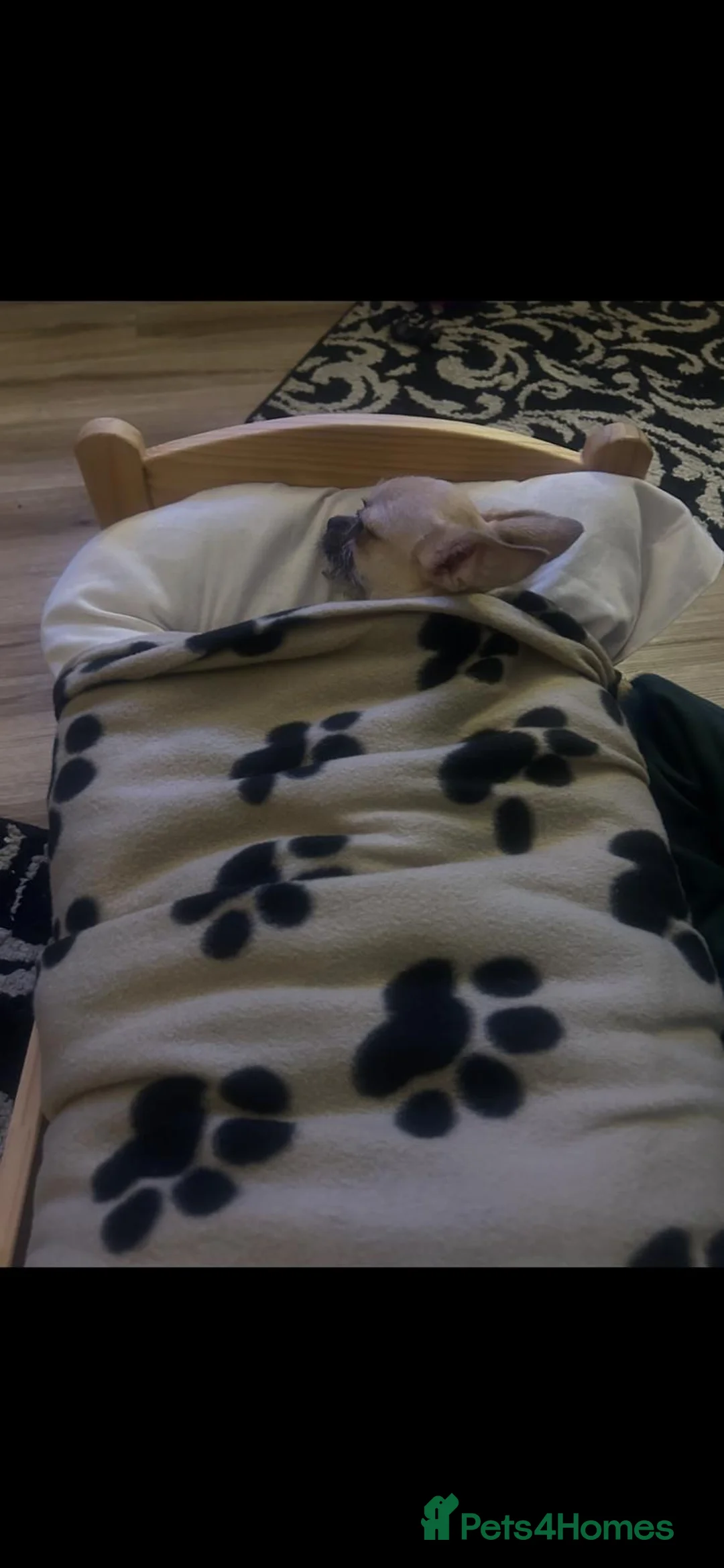 Chihuahua dogs for sale: Chihuahua  in Penarth - Advert 1