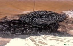Cockapoo dogs for sale: Female cockerpoo - Image 3