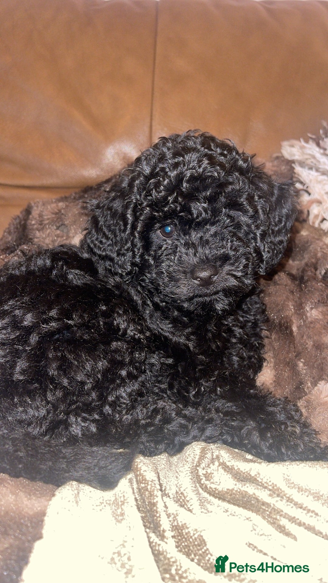 Cockapoo dogs for sale: Female cockerpoo - Image 3