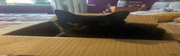 British Shorthair cats for sale: Cat for Rehoming 8 year old male in Totnes - Advert 10