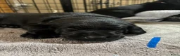 Labrador Retriever dogs for sale: Labrador puppies  - Advert 7