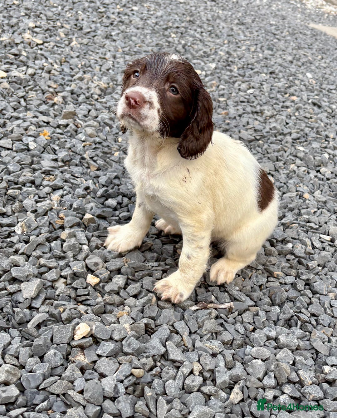 English Springer Spaniel dogs for sale: GAMEKEEPER BRED SPRINGER SPANIEL PUPS - Image 13