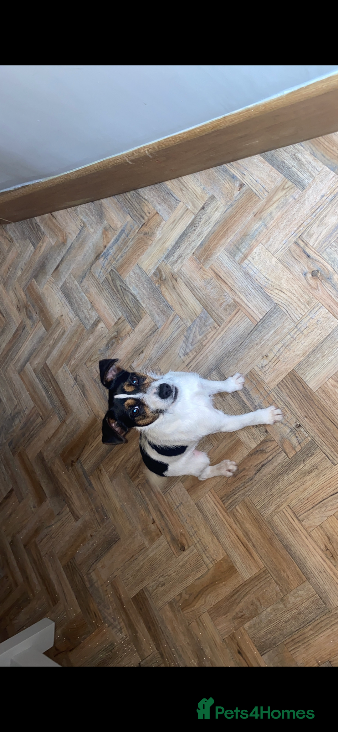 Jack Russell dogs for sale: Russle - Image 1