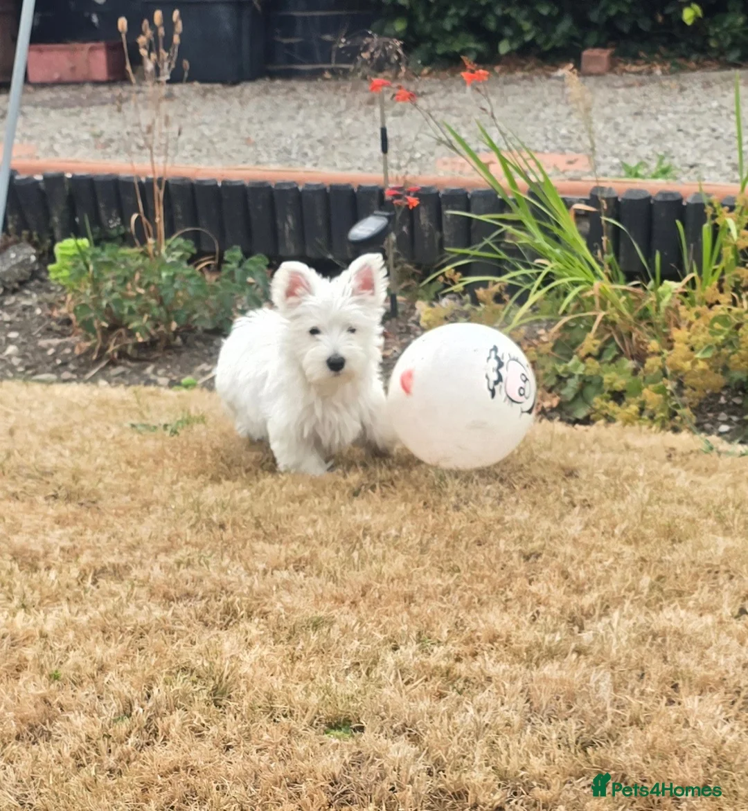 West Highland Terrier dogs for sale: Alfie, West Highland White Terrier, Boy - Advert 2