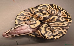 Python Snake reptiles for sale: Pastel Piebald 50% het Clown - Image 12