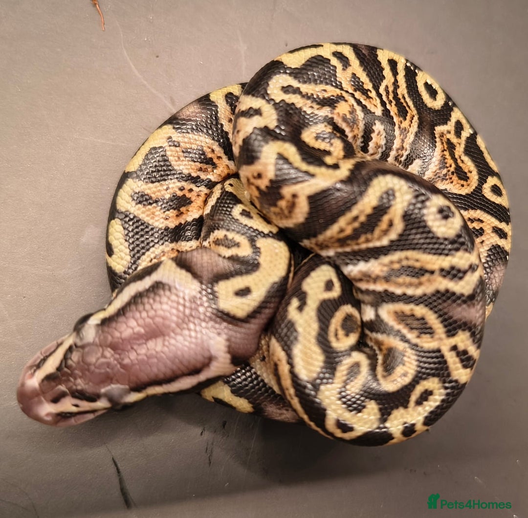 Python Snake reptiles for sale: Pastel Piebald 50% het Clown - Image 12