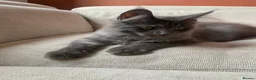 Maine Coon cats for sale: TICA Registered Maine Coon Kitten Female  - Advert 18