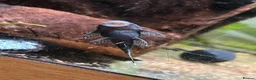 Plecos fish for sale: Shortfin Bristlenose SALE - Advert 3