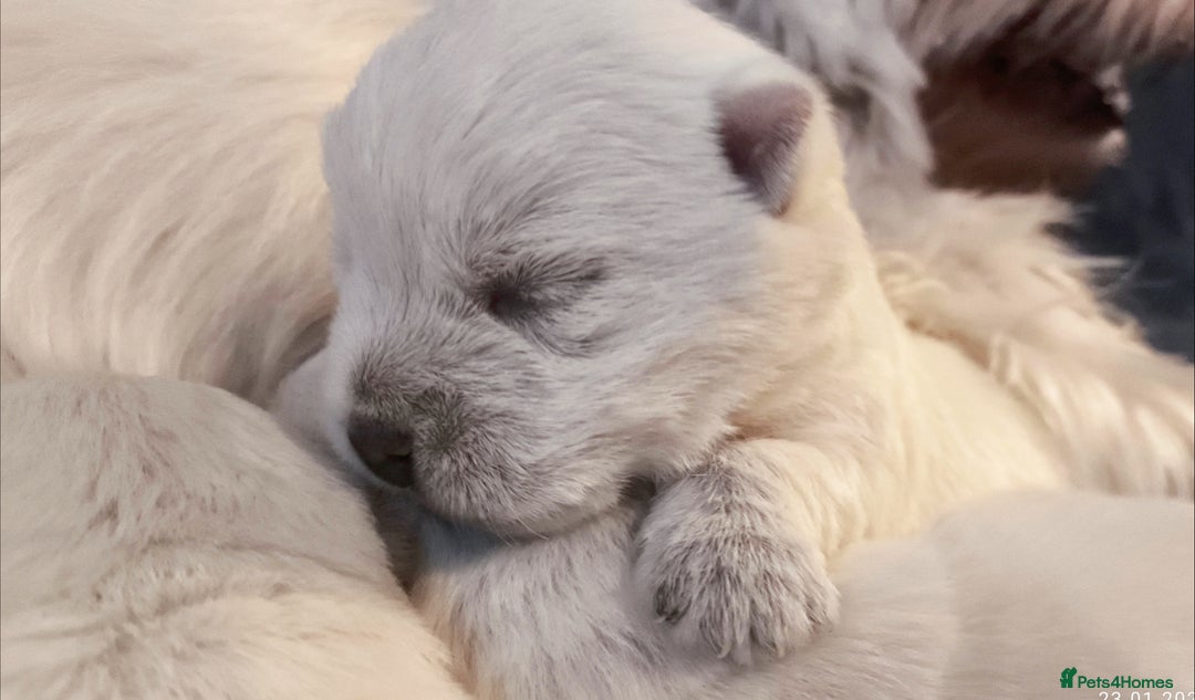 West Highland Terrier dogs for sale: West Highland White Terrier Puppies ♥️💙💚💜 - Advert 6