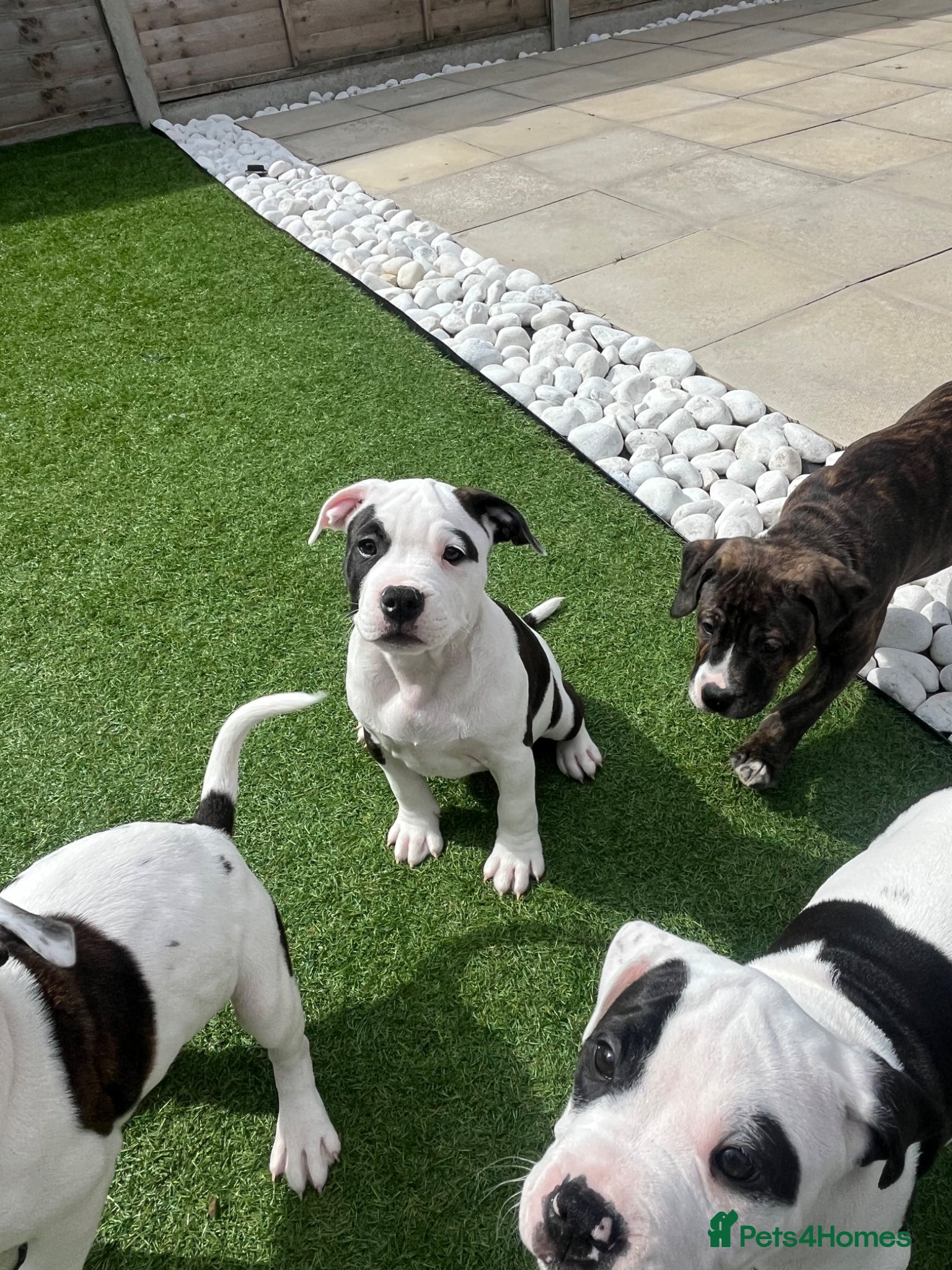 Mixed Breed dogs ⭐️Ready to leave⭐️ Beautiful Bully x staffy pups - Advert 10