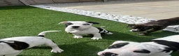 Mixed Breed dogs for sale: ⭐️Ready to leave⭐️ Beautiful Bully x staffy pups - Advert 1