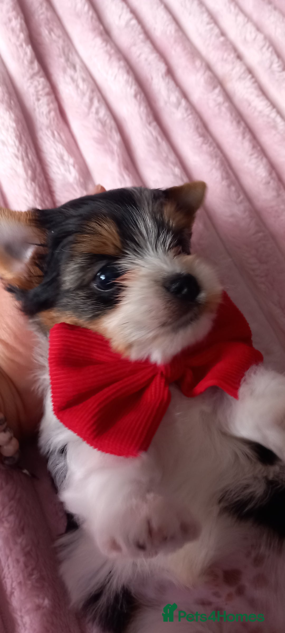 Biewer Terrier dogs for sale: Beautiful unique MINI biewer terrier 1 girl left - Image 22