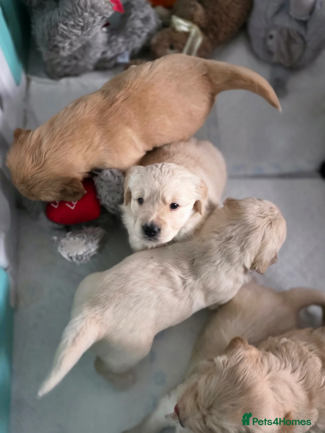 Golden Retriever dogs for sale: Golden retrievers  - Advert 10