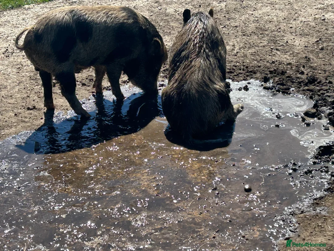 Pig livestock for sale: 3x Juliana pigs available for rehoming - Advert 5