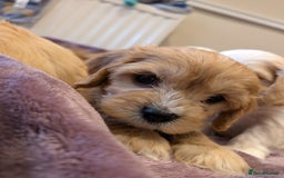 Cavachon dogs for sale: 8 Beautiful Cavachons💙💙💙🩷🩷🩷🩷🩷 - Image 5