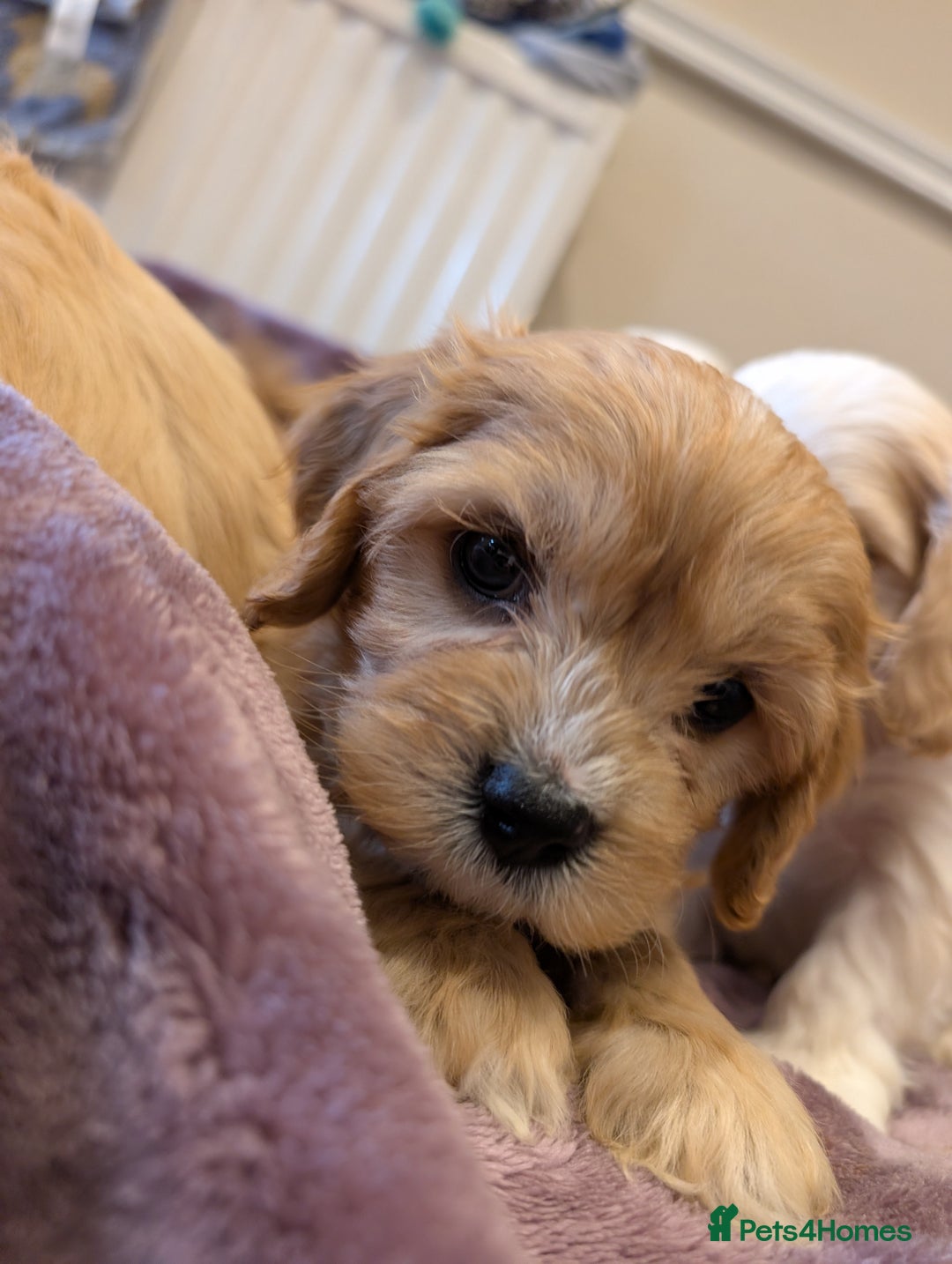 Cavachon dogs for sale: 8 Beautiful Cavachons💙💙💙🩷🩷🩷🩷🩷 - Image 5