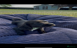 Cockapoo dogs for sale: Cockapoo puppies F1 READY TO LEAVE 🏡🥰 in Leicester - Image 11