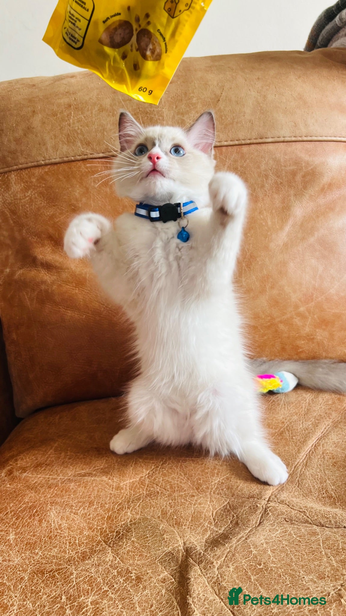 Ragdoll cats 🐈Pedigree Ragdoll Champion line 🏆 GCCF kittens  - Advert 8