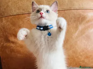 Ragdoll cats 🐈Pedigree Ragdoll Champion line 🏆 GCCF kittens - Advert 8