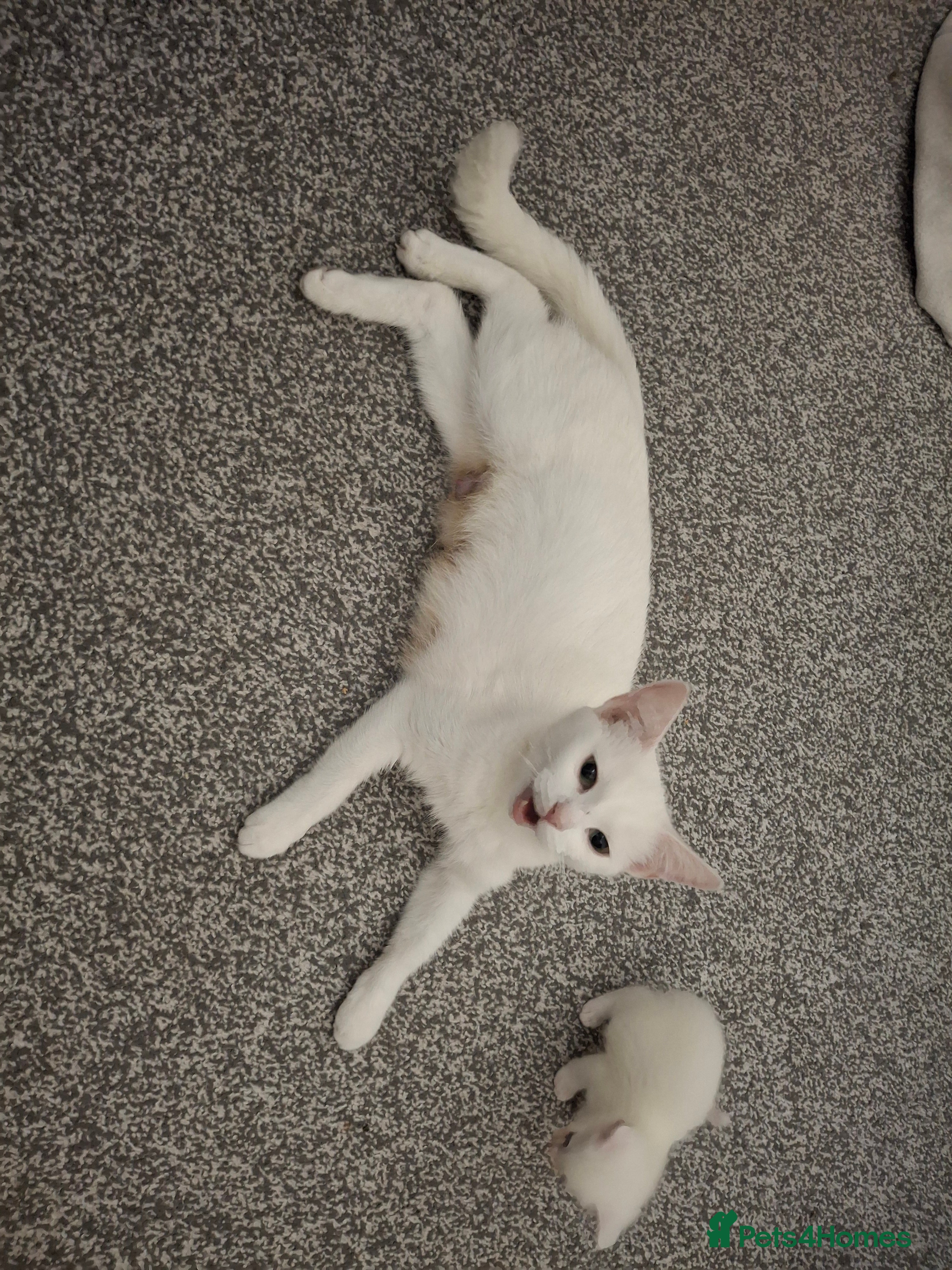 Asian cats Female  kittens - Advert 2