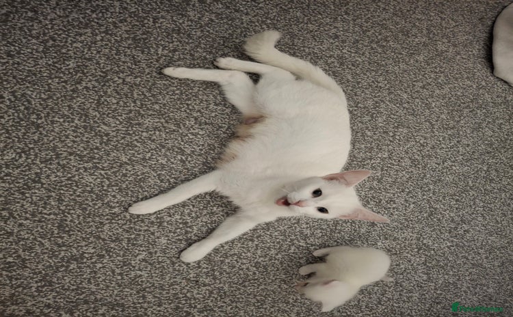 Asian cats Female  kittens - Advert 2