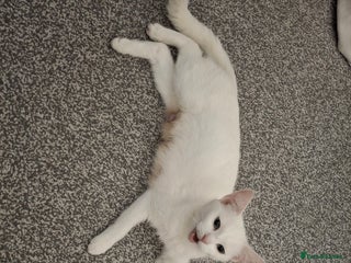 Asian cats Female kittens - Advert 6