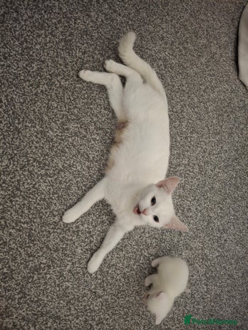 Asian cats Female kittens - Advert 1