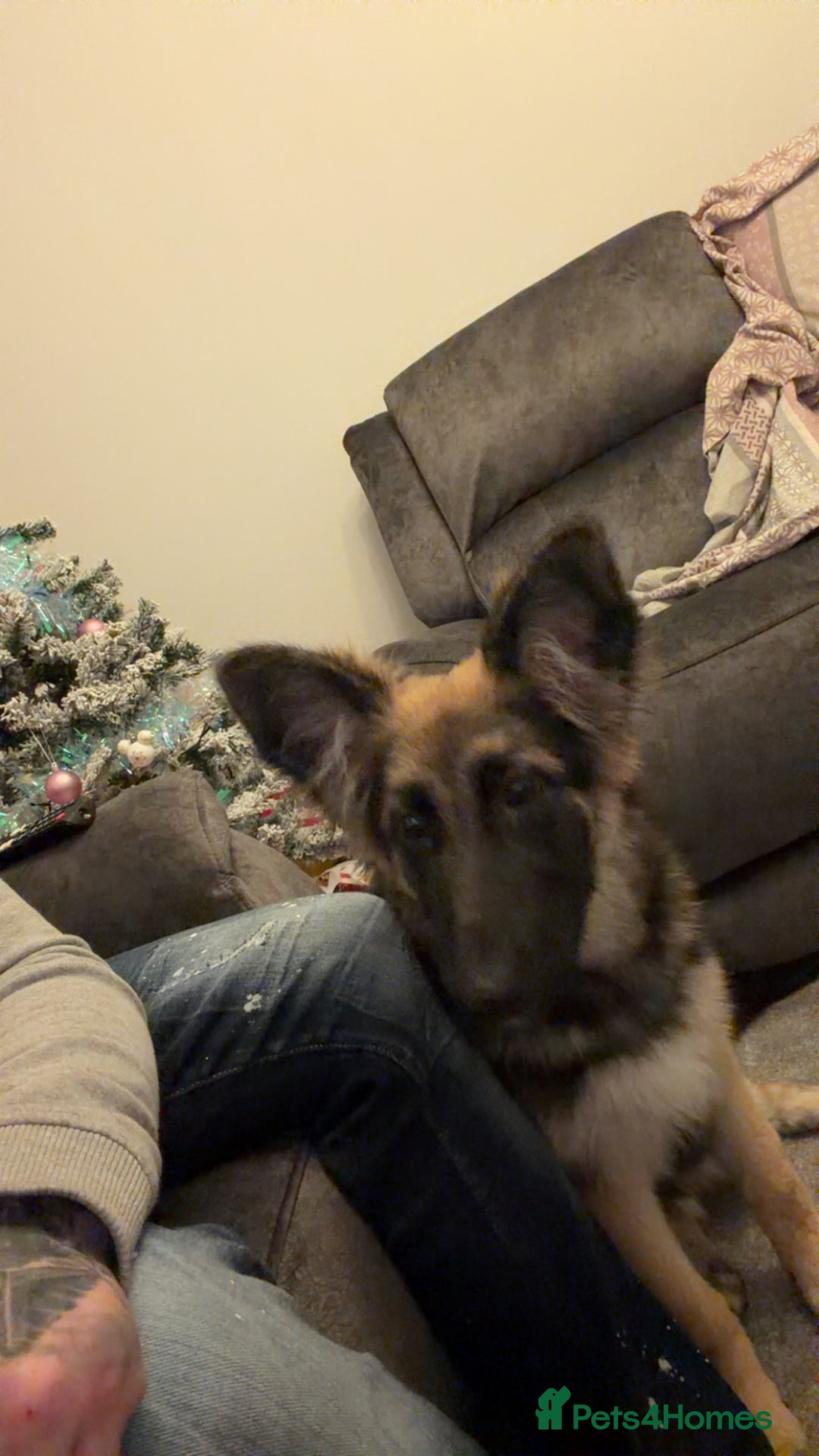 German Shepherd dogs for sale: German shepherd  - Advert 4