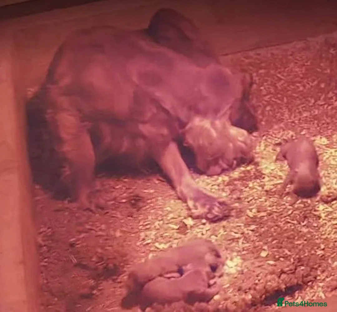 Cockapoo dogs for sale: Gorgeous F1 Cockapoo Puppies DNA Tested Parents - Advert 11