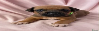 Rhodesian Ridgeback 4
