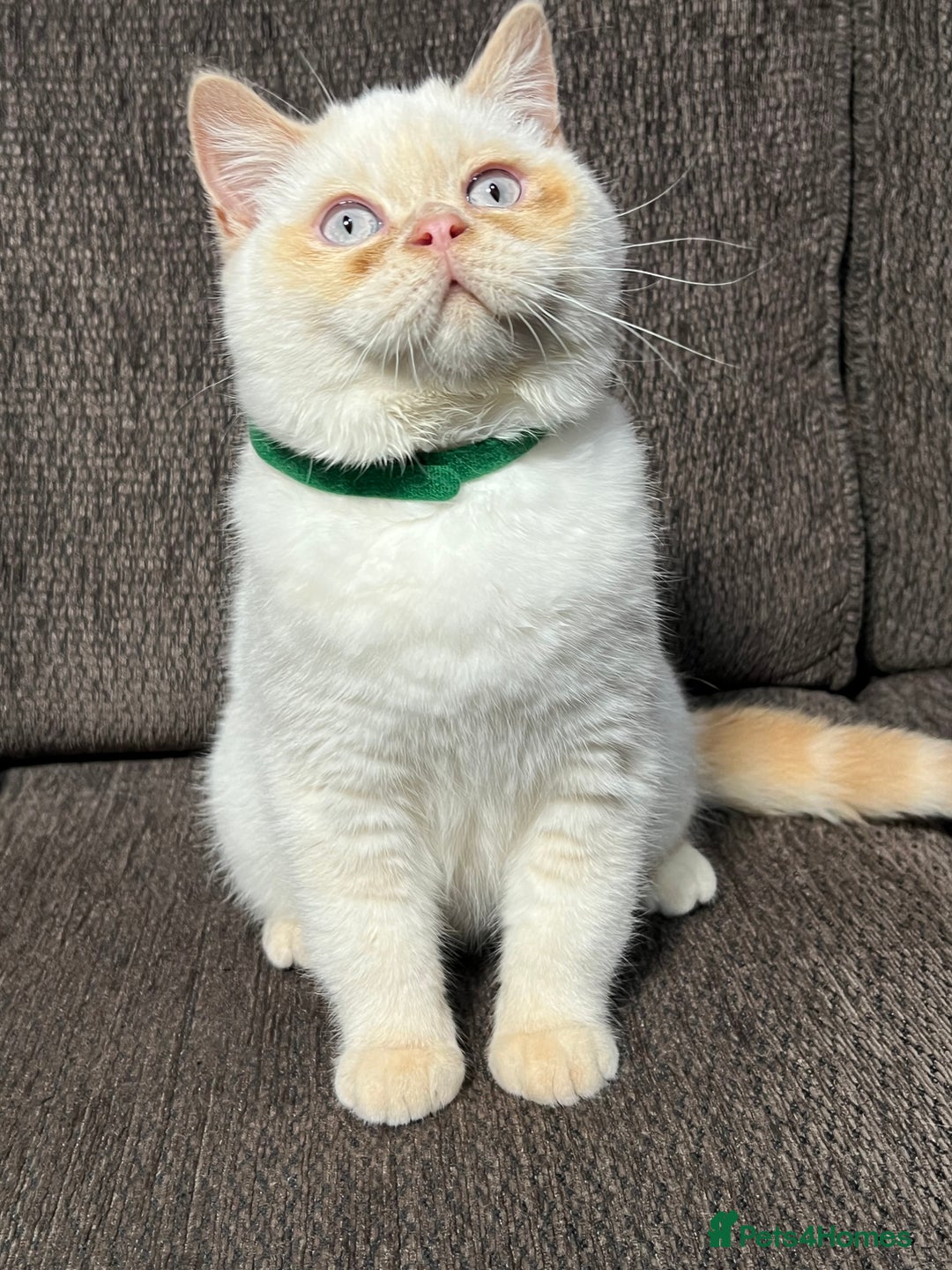 British Shorthair cats for sale: British Longhair & British Shorthair. - Advert 13