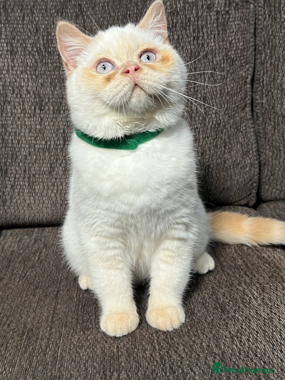 British Shorthair cats for sale: British Longhair & British Shorthair. - Advert 10