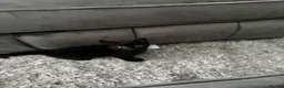 Mixed Breed cats for sale: Kittens ready to leave now in Manchester - Advert 4