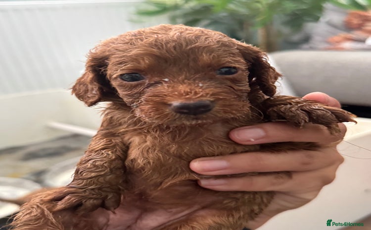 Cockapoo dogs - Advert 6