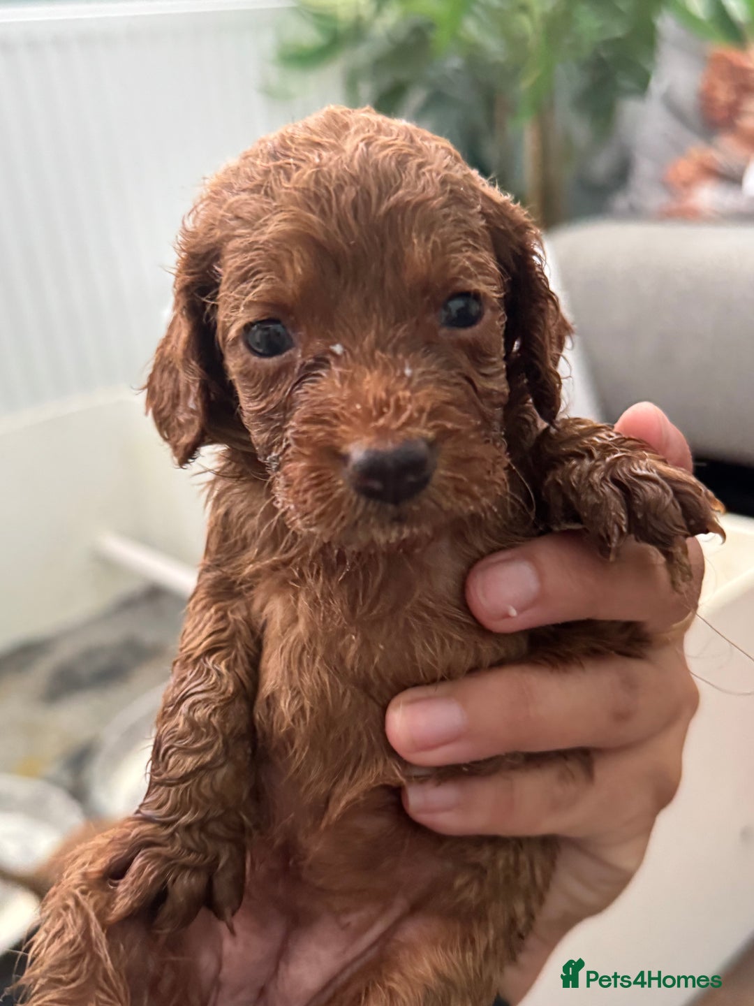 Cockapoo dogs for sale: ONLY 3 RED/WHITE COCKAPOO PUPPIES LEFT - Image 11