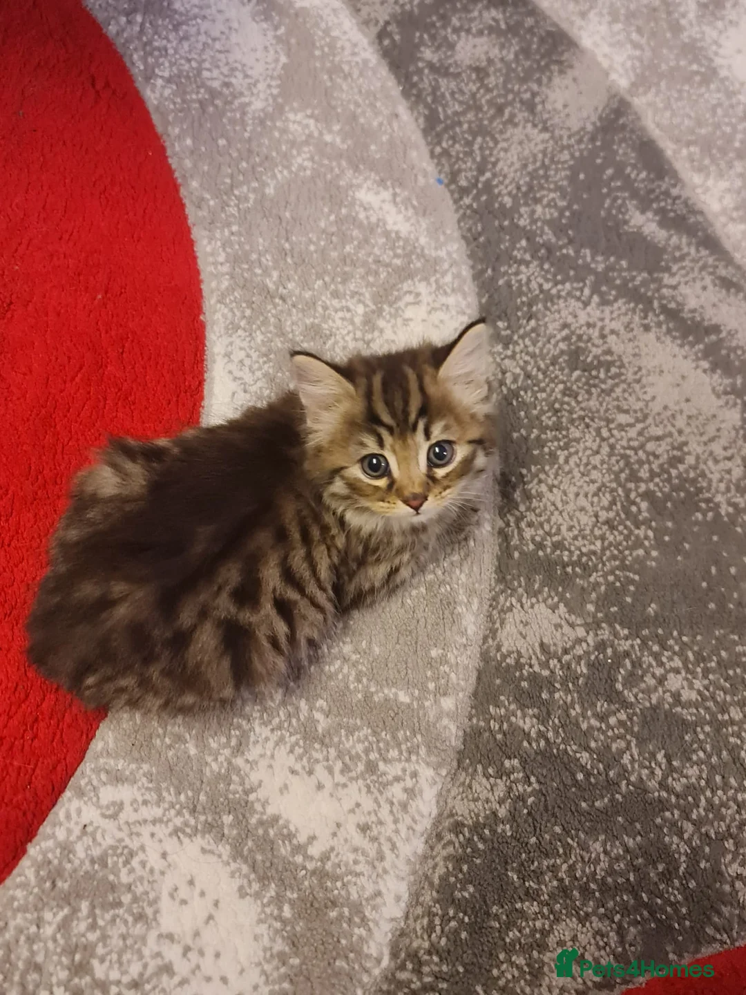 Mixed Breed cats for sale: Male kitten For Sales  - Advert 6