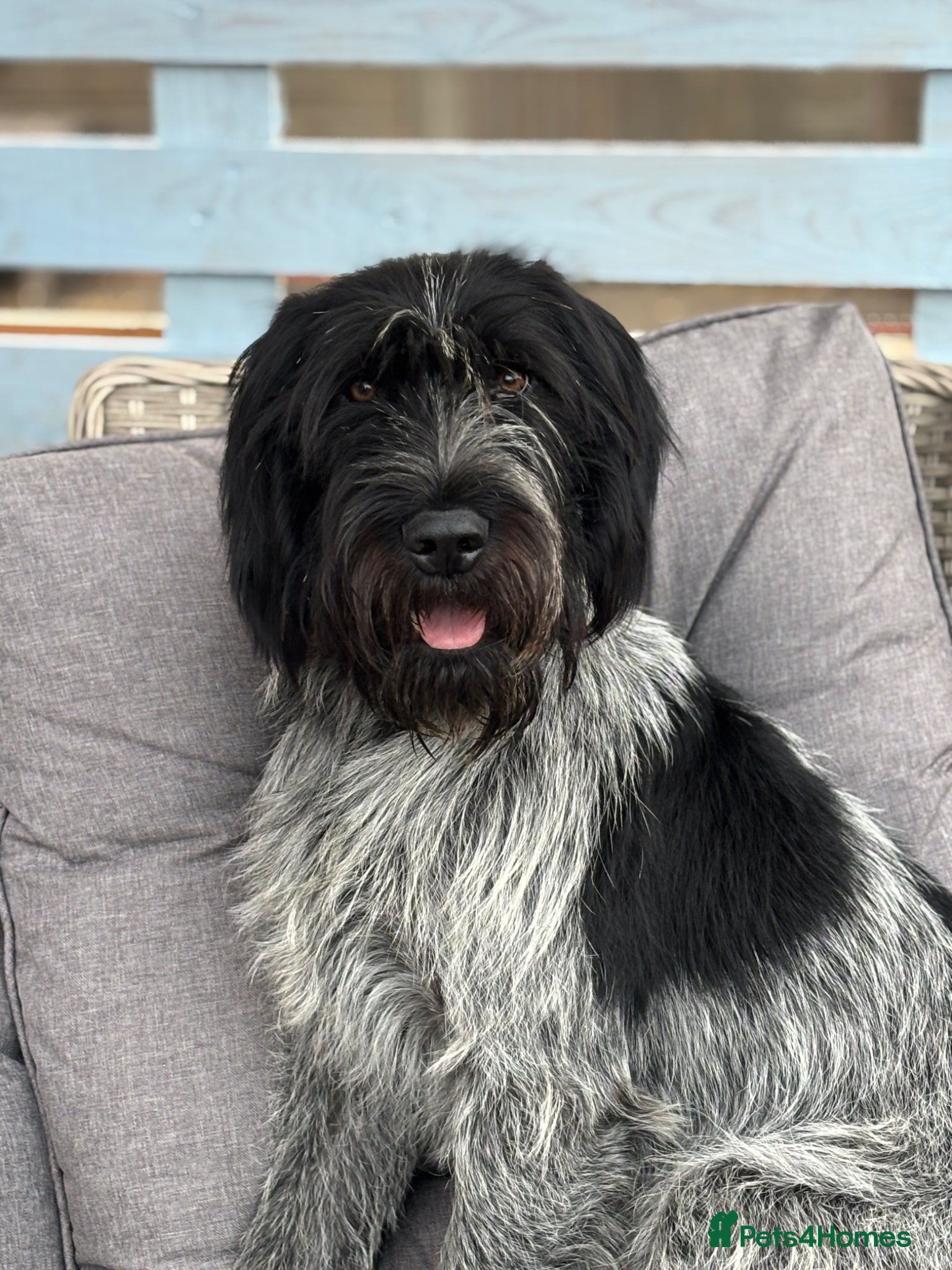 German Wirehaired Pointer dogs Wired haired German pointer 18 months old  - Advert 5